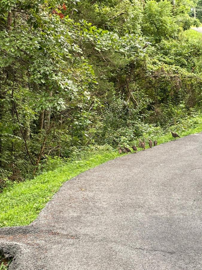 Bear Doodle Villa Sevierville Exterior foto